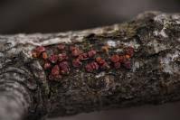 Attēlu rezultāti vaicājumam “Peniophora rufa”