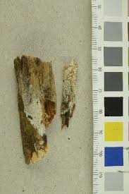 Attēlu rezultāti vaicājumam “Antrodia mellita”