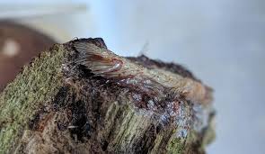 Attēlu rezultāti vaicājumam “Stemonitis flavogenita”