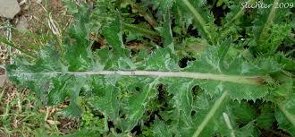 Attēlu rezultāti vaicājumam “Sonchus asper leaf”