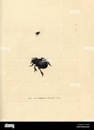 Attēlu rezultāti vaicājumam “Aphodius sp. imago”