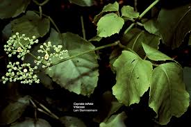 Attēlu rezultāti vaicājumam “Vitaceae”