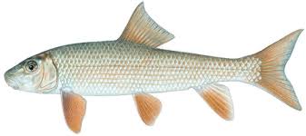 Image result for Moxostoma macrolepidotum