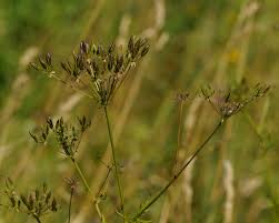 Attēlu rezultāti vaicājumam “Chaerophyllum aromaticum”