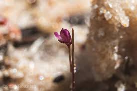 Attēlu rezultāti vaicājumam “Utricularia minor bud”