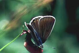 Attēlu rezultāti vaicājumam “Agrodiaetus amandus female”
