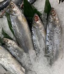 Image result for Chanos chanos