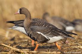 Attēlu rezultāti vaicājumam “Anser albifrons adult”