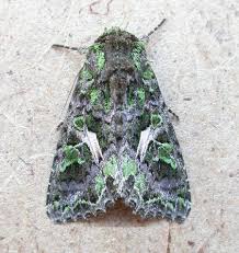 Attēlu rezultāti vaicājumam “Trachea atriplicis”