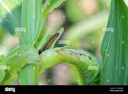 Attēlu rezultāti vaicājumam “Xestia c-nigrum”