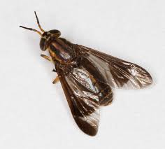 Attēlu rezultāti vaicājumam “Chrysops”