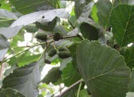 Attēlu rezultāti vaicājumam “Populus x jackii leaf”