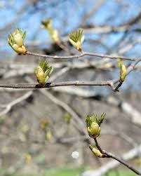 Attēlu rezultāti vaicājumam “Aesculus flava bud”