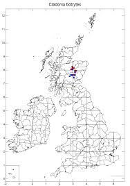Attēlu rezultāti vaicājumam “Cladonia botrytes”