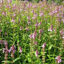 Attēlu rezultāti vaicājumam “Stachys palustris”