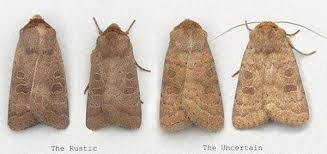 Attēlu rezultāti vaicājumam “Hoplodrina octogenaria”