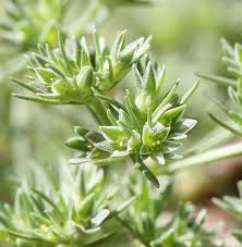 Attēlu rezultāti vaicājumam “Scleranthus annuus flower”