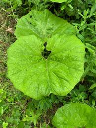 Attēlu rezultāti vaicājumam “Petasites hybridus leaf”