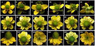 Attēlu rezultāti vaicājumam “Ranunculus sceleratus flower”
