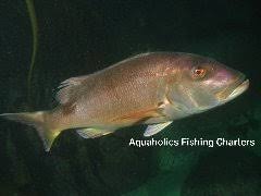 Image result for Petrus rupestris