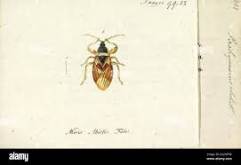 Image result for Rhyparochromus