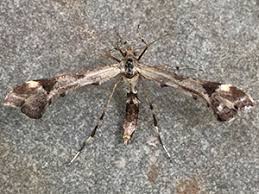 Attēlu rezultāti vaicājumam “Platyptilia sp.”