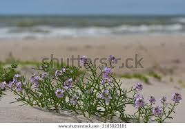 Attēlu rezultāti vaicājumam “Cakile maritima subsp. baltica leaf”