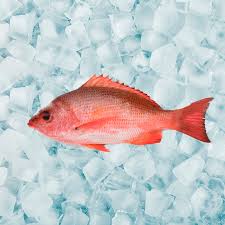 Image result for Lutjanus colorado