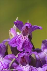 Attēlu rezultāti vaicājumam “Dactylorhiza majalis subsp. baltica leaf”