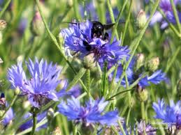 Attēlu rezultāti vaicājumam “Cyanus segetum”