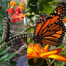 Image result for monarch caterpillar