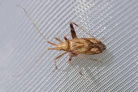 Attēlu rezultāti vaicājumam “Phytocoris varipes”