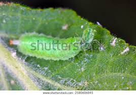 Attēlu rezultāti vaicājumam “Syrphus larva”