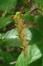 Attēlu rezultāti vaicājumam “Carpinus betulus female flower”
