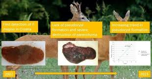 Attēlu rezultāti vaicājumam “Diderma roanense macro”