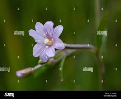 Attēlu rezultāti vaicājumam “Epilobium palustre flower”
