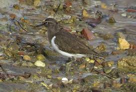 Attēlu rezultāti vaicājumam “Actitis hypoleucos”
