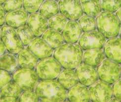 Attēlu rezultāti vaicājumam “Plagiochila porelloides”