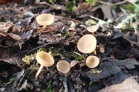 Attēlu rezultāti vaicājumam “Ciboria amentacea”