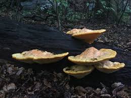 Attēlu rezultāti vaicājumam “Hapalopilus croceus”