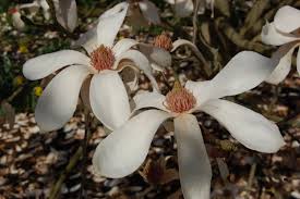 Attēlu rezultāti vaicājumam “Magnolia cylindrica”