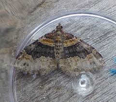 Attēlu rezultāti vaicājumam “Xanthorhoe ferrugata”