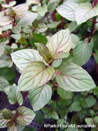 Attēlu rezultāti vaicājumam “Mentha x verticillata leaf”