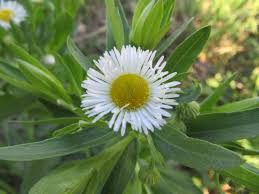 Attēlu rezultāti vaicājumam “Erigeron annuus flower”
