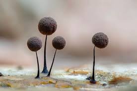 Attēlu rezultāti vaicājumam “Collaria arcyrionema macro”