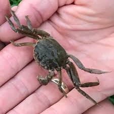 Image result for Eriocheir sinensis