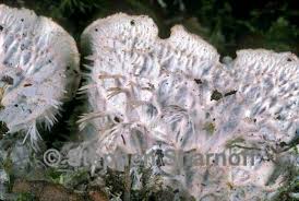 Attēlu rezultāti vaicājumam “Peltigera canina”