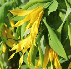 Attēlu rezultāti vaicājumam “Uvularia grandiflora”