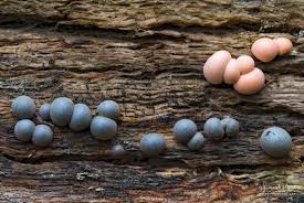 Attēlu rezultāti vaicājumam “Lycogala sp.”