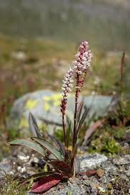 Attēlu rezultāti vaicājumam “Bistorta vivipara flower”